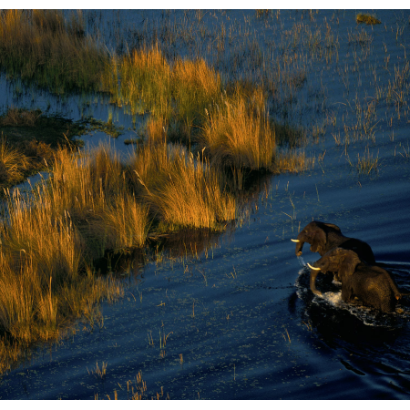 Guerlain | Aqua Allegoria | Bosca Vanilla Forte - Eau de Parfum