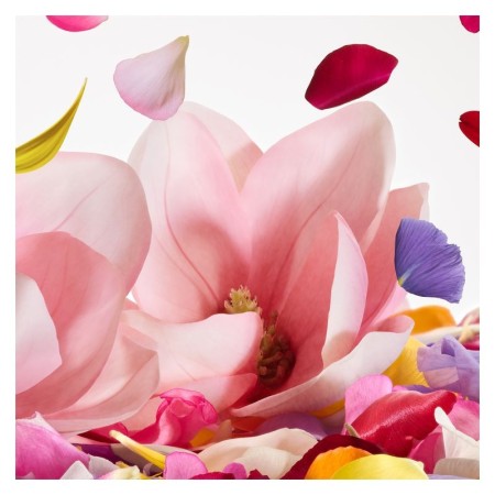 Comar Profumerie | Dolce & Gabbana | Dolce | Magnolia Eau de Toilette