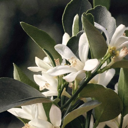 Comar Profumerie | Chloé | Rose Naturelle | Eau de Parfum