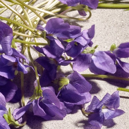 Comar Profumerie | Dolce & Gabbana | DOLCE | Violet Eau de Toilette