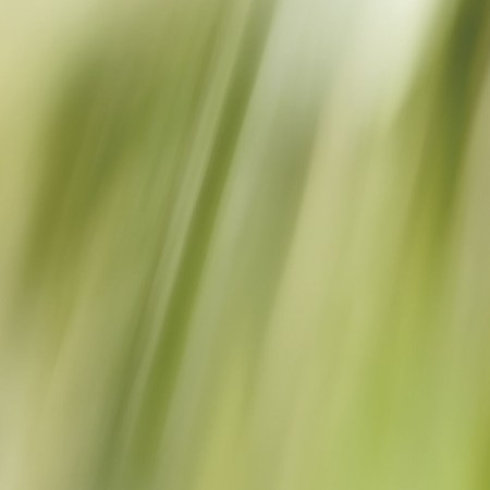 Comar Profumerie | Sisley Paris | Eau Rêvée | D'Alma Eau de Toilette