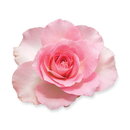 Comar Profumerie | Blancheide | Rose | Eau de Parfum
